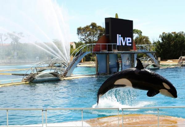 Une orque dans un des bassins du Marineland d'Antibes dans les Alpes-Maritimes, le 30 mai 2013
