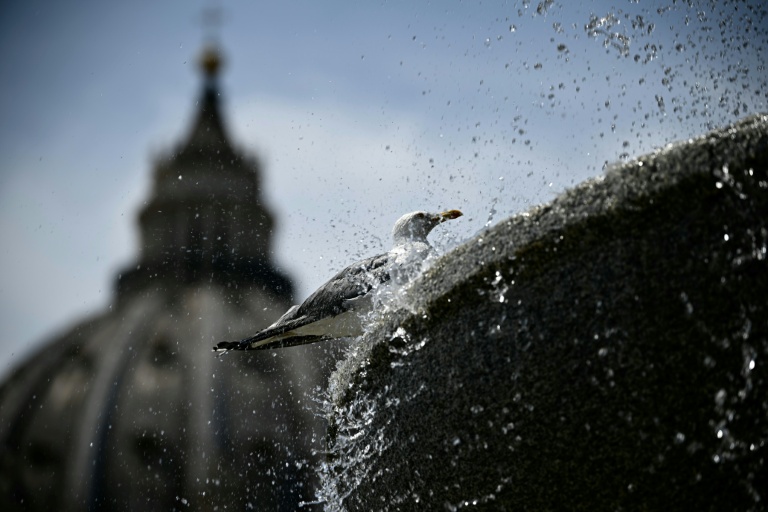 Un oiseau se rafraichit dans une fontaine au Vatican pendant une vague de chaleur le 24 juin 2026