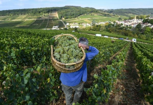 "L'exceptionnel est devenu la norme": une étude basée sur sept siècles de vendanges en Bourgogne prouve que le dérèglement climatique a entraîné une "explosion" des années "extrêmes", de plus en plus précoces