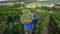 "L'exceptionnel est devenu la norme": une étude basée sur sept siècles de vendanges en Bourgogne prouve que le dérèglement climatique a entraîné une "explosion" des années "extrêmes", de plus en plus précoces