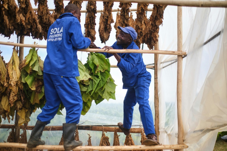 Des ouvriers agricoles s'occupent des feuilles de tabac destinées au séchage, dans une exploitation située près de Bulawayo, au Zimbabwe, le 12 mars 2026.