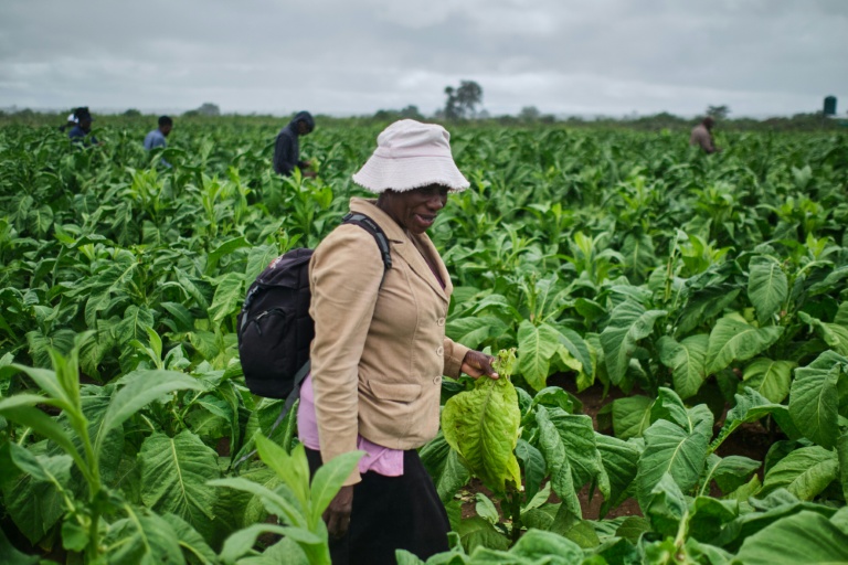 Formation à la récolte du tabac organisée dans une exploitation agricole près de Bulawayo, au Zimbabwe, le 12 mars 2026.