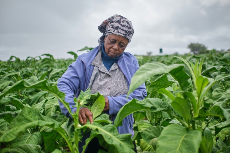 Mme Sola dans les champs de tabac lors d'une journée de formation organisée dans une exploitation agricole près de Bulawayo, au Zimbabwe, le 12 mars 2026. 
