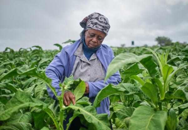 Mme Sola dans les champs de tabac lors d'une journée de formation organisée dans une exploitation agricole près de Bulawayo, au Zimbabwe, le 12 mars 2026. 