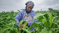 Mme Sola dans les champs de tabac lors d'une journée de formation organisée dans une exploitation agricole près de Bulawayo, au Zimbabwe, le 12 mars 2026. 