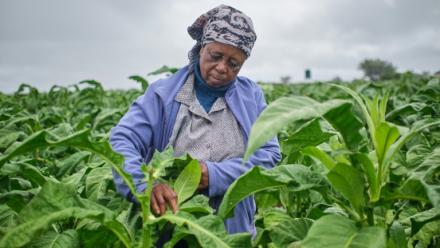 Mme Sola dans les champs de tabac lors d'une journée de formation organisée dans une exploitation agricole près de Bulawayo, au Zimbabwe, le 12 mars 2026. 