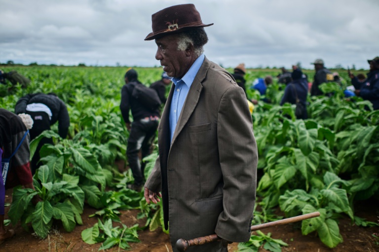 Un agriculteur dans une plantation de tabac lors d'une journée de formation organisée dans une exploitation agricole près de Bulawayo, au Zimbabwe,le 12 mars 2026.