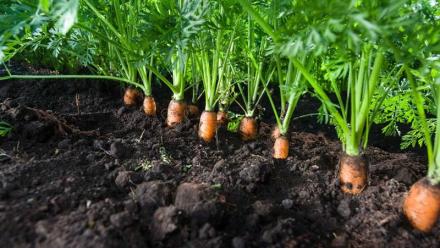 Bonduelle : le marché est rassuré