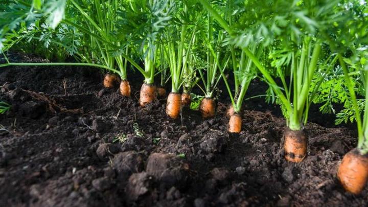 Bonduelle : une annonce surprise