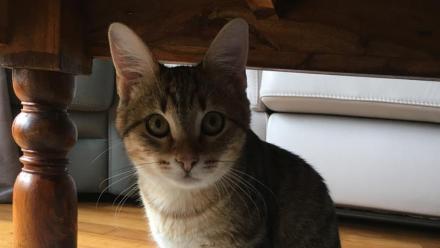 Chewy corrige à Wall Street