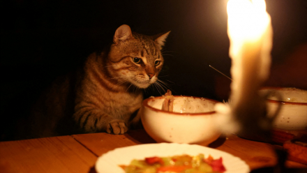 Chewy : proposition de valeur démontrée ?