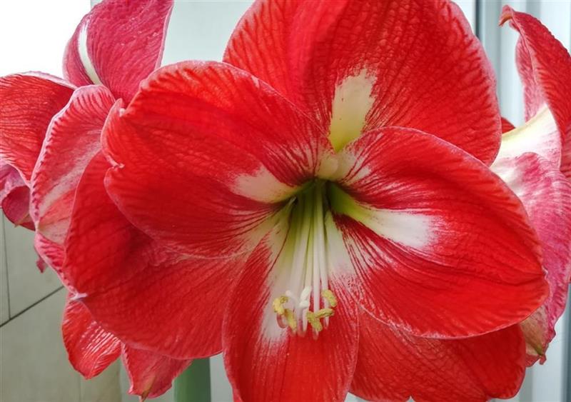 Graines Voltz : conclusion d'un pacte d'actionnaires