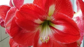 Graines Voltz : conclusion d'un pacte d'actionnaires