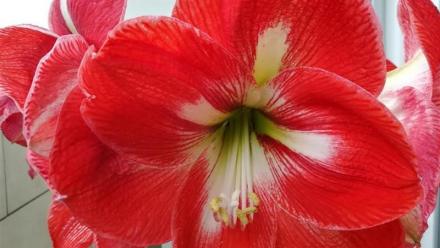 Graines Voltz : conclusion d'un pacte d'actionnaires