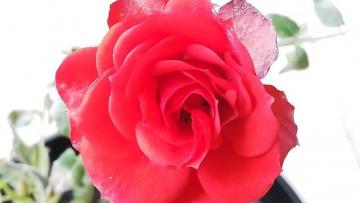 Graines Voltz : prudent pour le prochain exercice