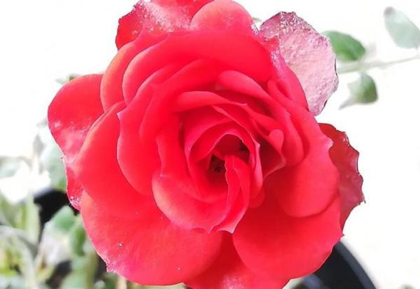 Graines Voltz renoue avec les bénéfices mais pas de dividende