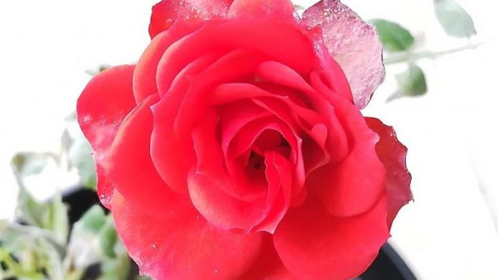 Graines Voltz renoue avec les bénéfices mais pas de dividende