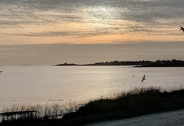 Ikonisys lancement du développement de Cytofast Auto