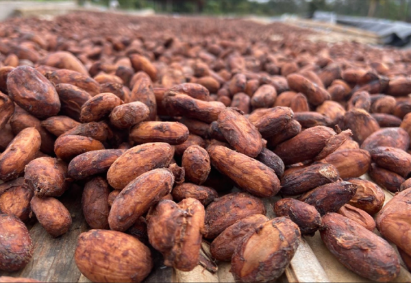 KKO International vise un chiffre d'affaires entre 18 et 20 ME en 2025