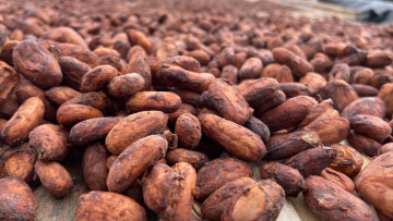 KKO International vise un chiffre d'affaires entre 18 et 20 ME en 2025