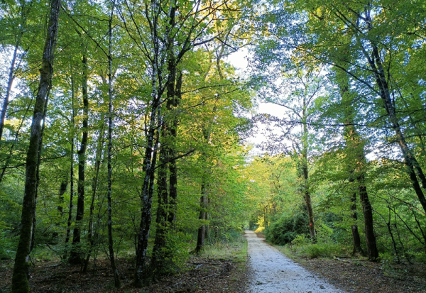Les Constructeurs du Bois : gros contrat au Luxembourg