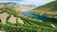 Maison Pommery & Associés : flambe sur un potentiel rapprochement stratégique avec Henkell International