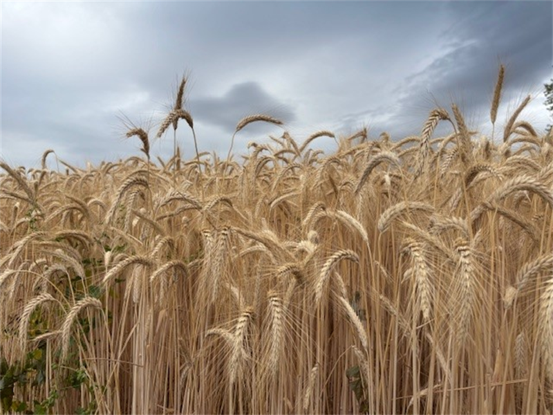 Paulic Meunerie : le chiffre d'affaires recule en 2025, mais la marge s'améliore