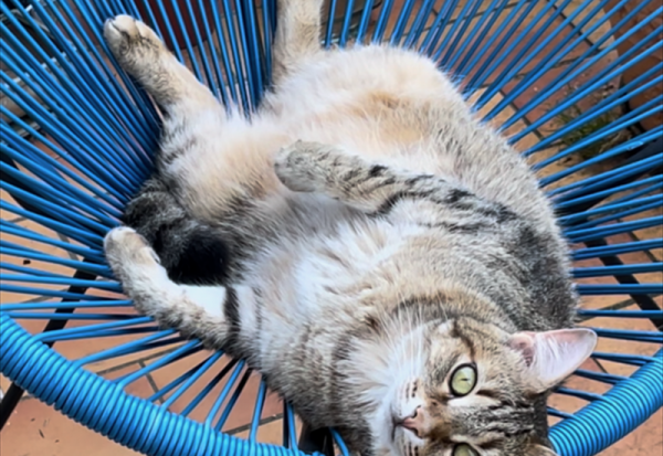 Pet Service : chiffre d'affaires semestriel en hausse de 8%