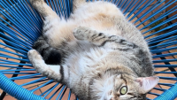 Pet Service : chiffre d'affaires semestriel en hausse de 8%