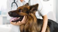 Pet Service Holding confirme ses prévisions de revenus annuels entre 17 et 18 ME