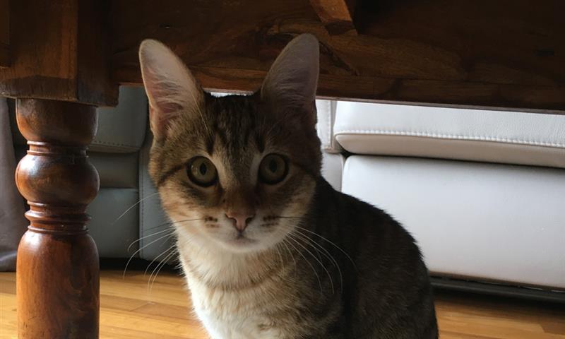 Pet Service Holding : croissance ralentie au 2ème semestre