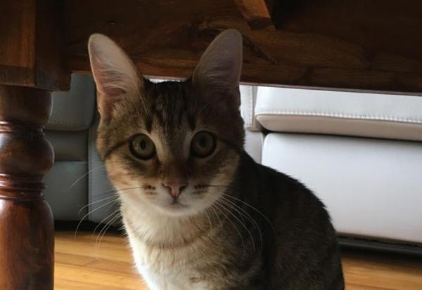 Pet Service Holding : une acquisition dans les produits haut de gamme pour chats