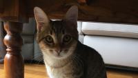 Pet Service Holding : une acquisition dans les produits haut de gamme pour chats