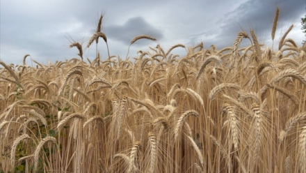 Winfarm : à venir en 2026...